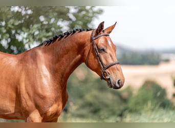Hannover, Castrone, 4 Anni, 160 cm, Baio ciliegia