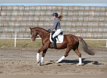 Hannover, Castrone, 4 Anni, 160 cm, Sauro