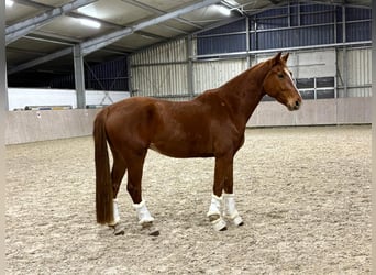 Hannover, Castrone, 4 Anni, 160 cm, Sauro scuro