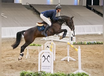 Hannover, Castrone, 4 Anni, 162 cm, Baio