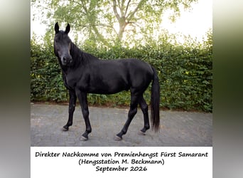 Hannover Mix, Castrone, 4 Anni, 162 cm, Morello