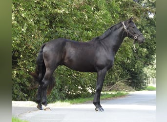 Hannover, Castrone, 4 Anni, 162 cm, Morello