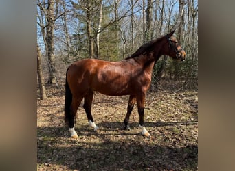 Hannover, Castrone, 4 Anni, 163 cm, Baio