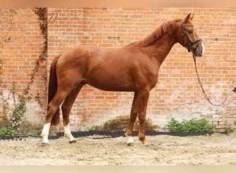 Hannover, Castrone, 4 Anni, 163 cm, Sauro