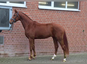 Hannover, Castrone, 4 Anni, 163 cm, Sauro