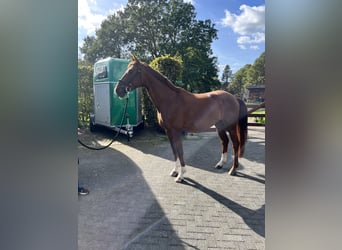 Hannover, Castrone, 4 Anni, 163 cm, Sauro scuro