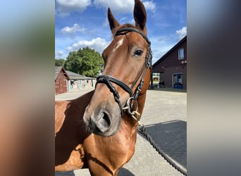 Hannover, Castrone, 4 Anni, 163 cm, Sauro scuro