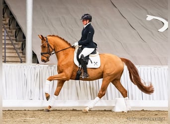 Hannover, Castrone, 4 Anni, 163 cm, Sauro scuro
