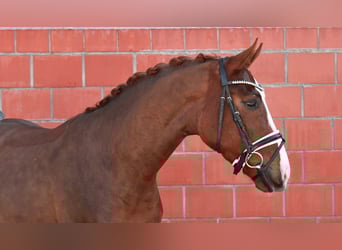 Hannover, Castrone, 4 Anni, 163 cm, Sauro scuro