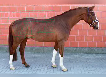 Hannover, Castrone, 4 Anni, 163 cm, Sauro scuro