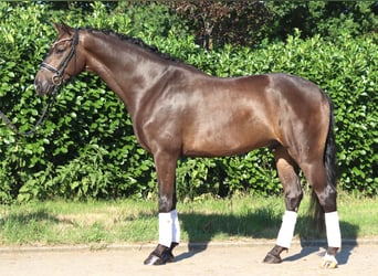 Hannover, Castrone, 4 Anni, 164 cm, Baio