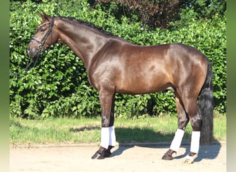 Hannover, Castrone, 4 Anni, 164 cm, Baio