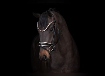 Hannover, Castrone, 4 Anni, 164 cm, Baio nero