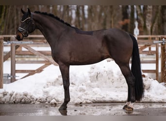 Hannover, Castrone, 4 Anni, 164 cm, Baio nero