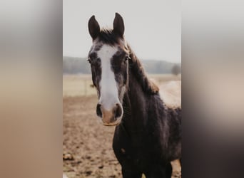 Hannover, Castrone, 4 Anni, 164 cm, Grigio pezzato