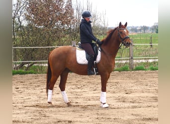 Hannover, Castrone, 4 Anni, 164 cm, Sauro scuro