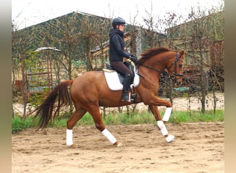Hannover, Castrone, 4 Anni, 164 cm, Sauro scuro