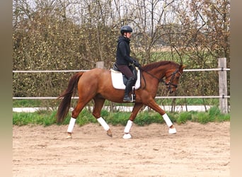 Hannover, Castrone, 4 Anni, 164 cm, Sauro scuro