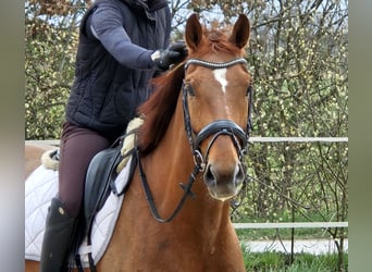 Hannover, Castrone, 4 Anni, 164 cm, Sauro scuro