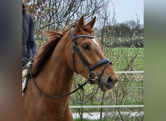 Hannover, Castrone, 4 Anni, 164 cm, Sauro scuro