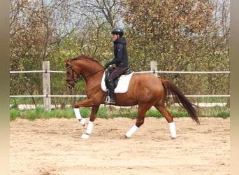 Hannover, Castrone, 4 Anni, 164 cm, Sauro scuro