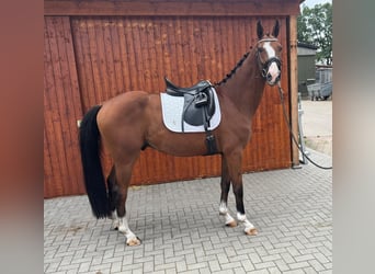 Hannover, Castrone, 4 Anni, 165 cm, Baio