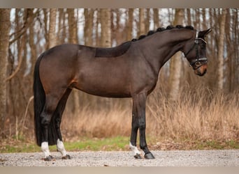 Hannover, Castrone, 4 Anni, 165 cm, Baio nero