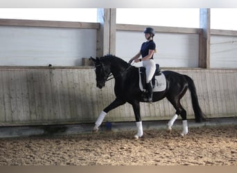Hannover, Castrone, 4 Anni, 165 cm, Baio nero