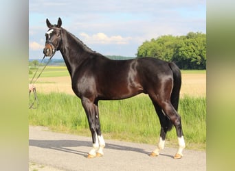 Hannover, Castrone, 4 Anni, 165 cm, Baio nero