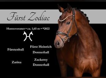 Hannover, Castrone, 4 Anni, 165 cm, Baio scuro