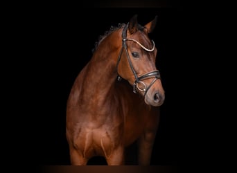 Hannover, Castrone, 4 Anni, 165 cm, Baio scuro