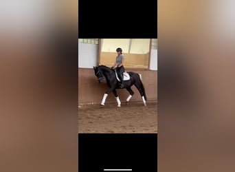 Hannover, Castrone, 4 Anni, 165 cm, Morello