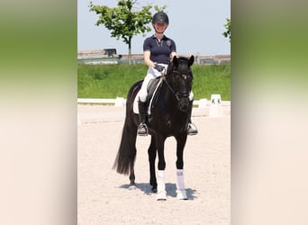 Hannover, Castrone, 4 Anni, 165 cm, Morello
