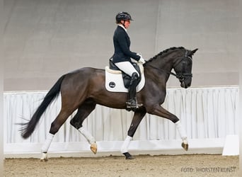 Hannover, Castrone, 4 Anni, 165 cm, Morello