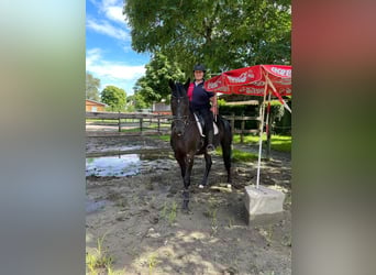 Hannover, Castrone, 4 Anni, 165 cm, Morello