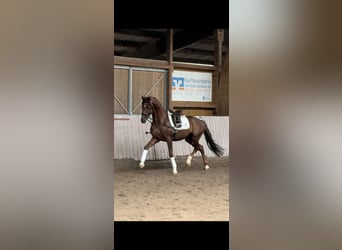 Hannover, Castrone, 4 Anni, 165 cm, Sauro
