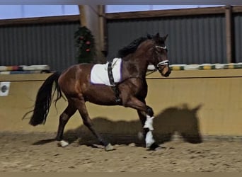 Hannover, Castrone, 4 Anni, 166 cm, Baio