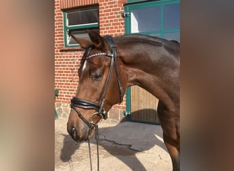 Hannover, Castrone, 4 Anni, 166 cm, Baio