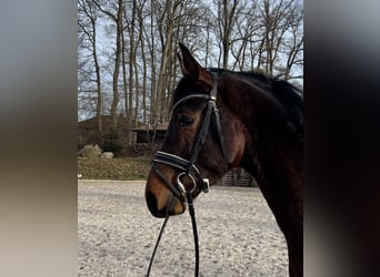 Hannover, Castrone, 4 Anni, 166 cm, Baio