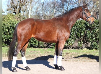Hannover, Castrone, 4 Anni, 166 cm, Baio