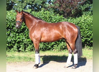 Hannover, Castrone, 4 Anni, 166 cm, Baio