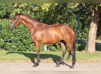 Hannover, Castrone, 4 Anni, 166 cm, Baio