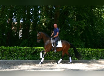 Hannover, Castrone, 4 Anni, 166 cm, Baio