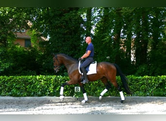 Hannover, Castrone, 4 Anni, 166 cm, Baio