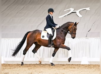 Hannover, Castrone, 4 Anni, 166 cm, Baio