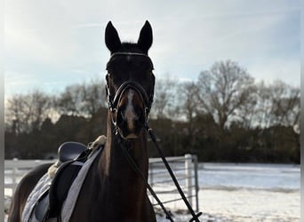 Hannover, Castrone, 4 Anni, 166 cm, Baio scuro