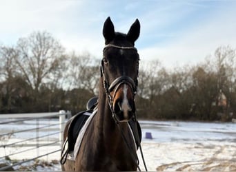Hannover, Castrone, 4 Anni, 166 cm, Baio scuro