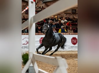 Hannover, Castrone, 4 Anni, 166 cm, Baio scuro