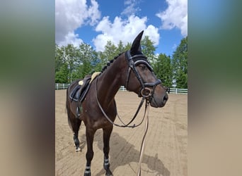 Hannover, Castrone, 4 Anni, 166 cm, Baio scuro