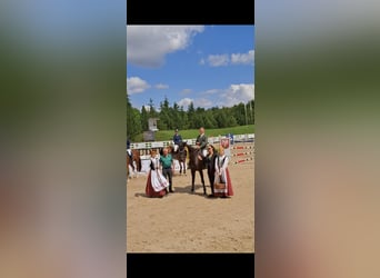 Hannover, Castrone, 4 Anni, 166 cm, Baio scuro